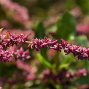 Photographie n°51839 du taxon Atriplex prostrata Boucher ex DC. [1805]