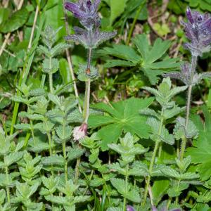 Photographie n°51843 du taxon Bartsia alpina L.