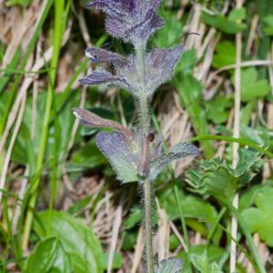 Photographie n°51844 du taxon Bartsia alpina L.