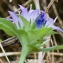  Jean-Jacques Houdré - Campanula glomerata subsp. cervicarioides (Schult.) Arcang. [1882]