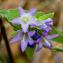  Jean-Jacques Houdré - Campanula glomerata subsp. cervicarioides (Schult.) Arcang. [1882]