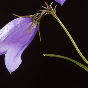 Photographie n°51871 du taxon Campanula lanceolata Lapeyr. [1813]