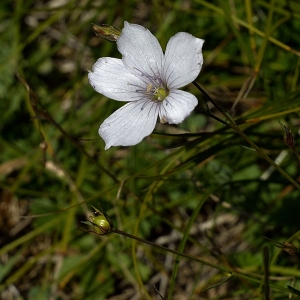 Photographie n°51875 du taxon Linum tenuifolium L. [1753]