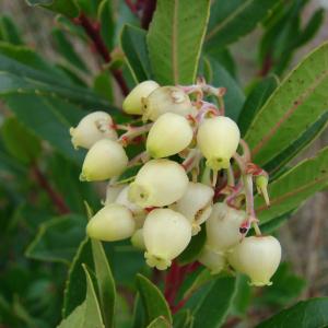 Photographie n°51890 du taxon Arbutus unedo L. [1753]