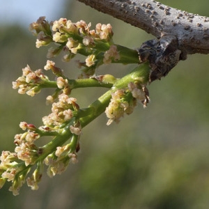 Pistacia nigricans Crantz (Pistachier)