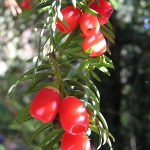 Photographie n°51904 du taxon Taxus baccata L. [1753]