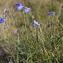  Jean-Jacques Houdré - Campanula rotundifolia L. [1753]