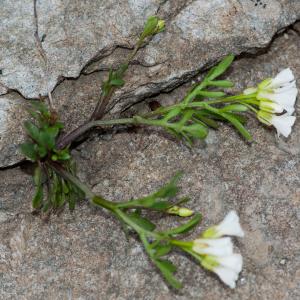 Photographie n°51924 du taxon Cardamine resedifolia L. [1753]