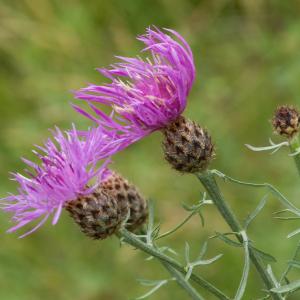 Photographie n°51933 du taxon Centaurea maculosa Lam. [1785]