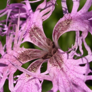 Photographie n°51954 du taxon Dianthus superbus L. [1755]