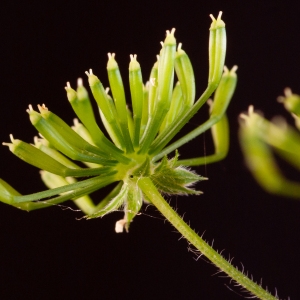 Photographie n°51974 du taxon Chaerophyllum temulum L. [1753]