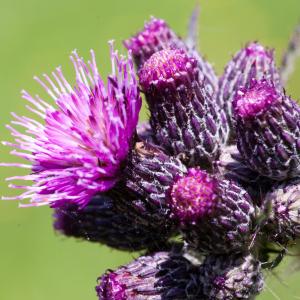 Photographie n°51989 du taxon Cirsium palustre (L.) Scop. [1772]