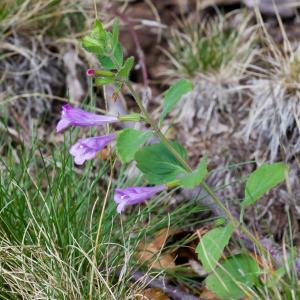 Photographie n°51995 du taxon Clinopodium grandiflorum (L.) Kuntze [1891]