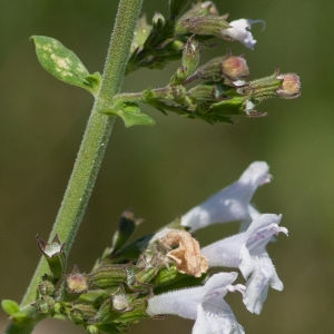 Photographie n°51997 du taxon Clinopodium nepeta (L.) Kuntze [1891]