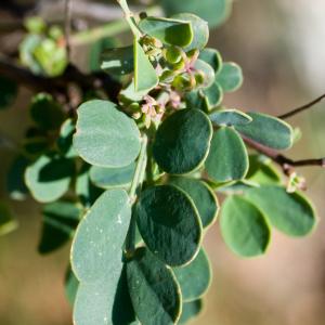 Photographie n°52002 du taxon Coronilla valentina subsp. glauca (L.) Batt. [1889]