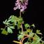  Jean-Jacques Houdré - Corydalis solida (L.) Clairv. [1811]