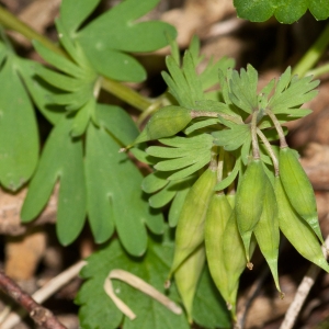 Photographie n°52005 du taxon Corydalis solida (L.) Clairv. [1811]