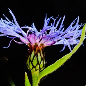 Photographie n°52013 du taxon Centaurea montana L. [1753]
