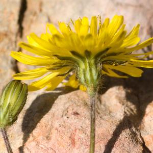 Photographie n°52016 du taxon Crepis sancta subsp. nemausensis (Vill.) Babc. [1941]