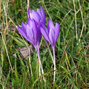 Photographie n°52018 du taxon Crocus nudiflorus Sm. [1798]