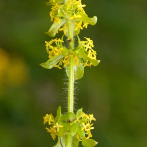 Photographie n°52020 du taxon Cruciata laevipes Opiz