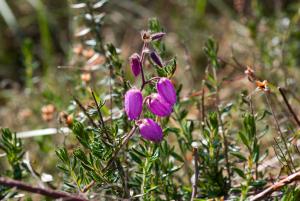 Jean-Jacques Houdré, le 17 avril 2011 (Urrugne)