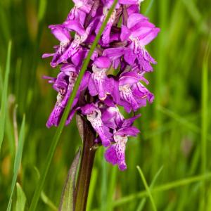 Photographie n°52041 du taxon Dactylorhiza majalis (Rchb.) P.F.Hunt & Summerh. [1965]