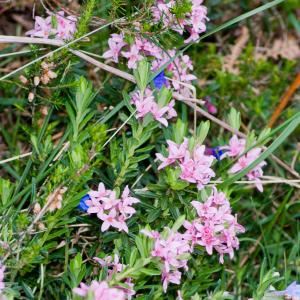 Photographie n°52049 du taxon Daphne cneorum L.