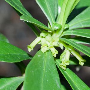 Photographie n°52052 du taxon Daphne laureola L. [1753]