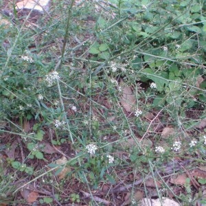 Photographie n°52071 du taxon Lepidium graminifolium L.