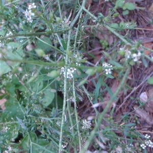 Photographie n°52072 du taxon Lepidium graminifolium L.