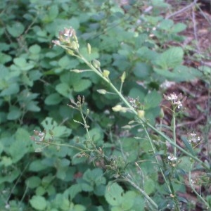 Photographie n°52073 du taxon Lepidium graminifolium L.