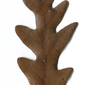Photographie n°52078 du taxon Quercus cerris L. [1753]