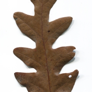 Photographie n°52082 du taxon Quercus cerris L. [1753]