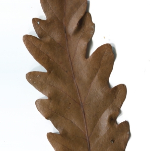 Photographie n°52083 du taxon Quercus cerris L. [1753]