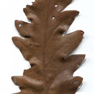 Photographie n°52084 du taxon Quercus cerris L. [1753]