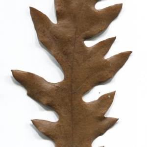 Photographie n°52085 du taxon Quercus cerris L. [1753]