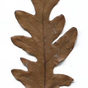 Photographie n°52090 du taxon Quercus cerris L. [1753]
