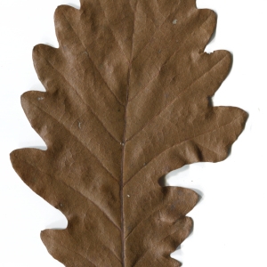 Photographie n°52092 du taxon Quercus cerris L. [1753]