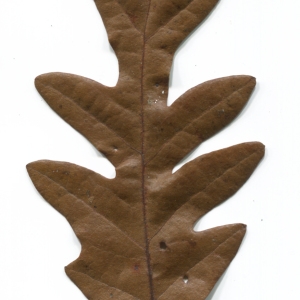 Photographie n°52093 du taxon Quercus cerris L. [1753]