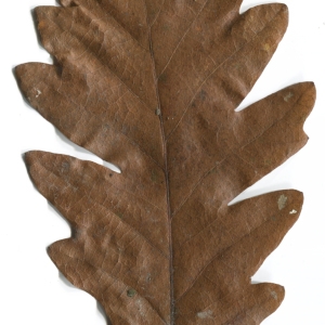 Photographie n°52094 du taxon Quercus cerris L. [1753]
