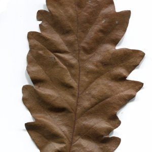 Photographie n°52095 du taxon Quercus cerris L. [1753]