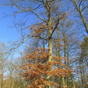 Photographie n°52099 du taxon Quercus cerris L. [1753]