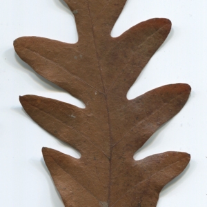 Photographie n°52101 du taxon Quercus cerris L. [1753]