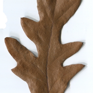 Photographie n°52102 du taxon Quercus cerris L. [1753]