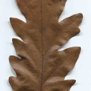 Photographie n°52103 du taxon Quercus cerris L. [1753]