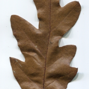Photographie n°52104 du taxon Quercus cerris L. [1753]