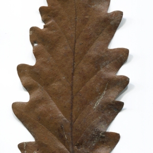Photographie n°52105 du taxon Quercus cerris L. [1753]