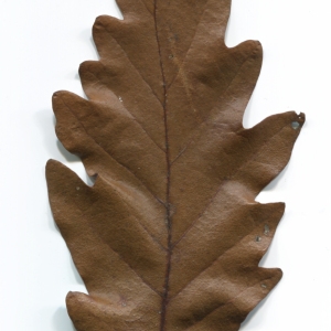 Photographie n°52106 du taxon Quercus cerris L. [1753]