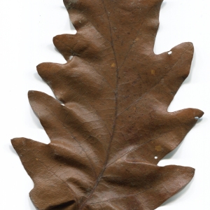 Photographie n°52108 du taxon Quercus cerris L. [1753]